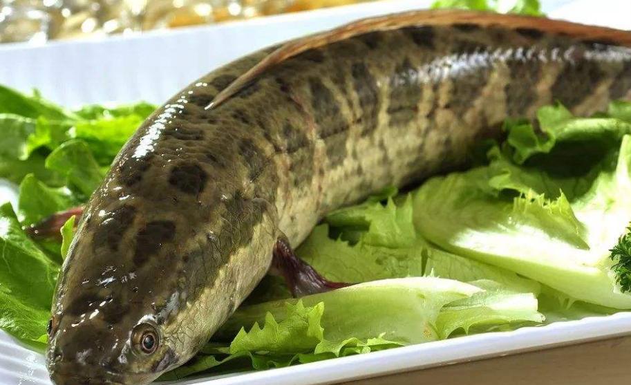 黑鱼有多凶猛巨物,野生黑鱼怎么养能让它吃饲料