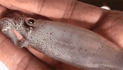 告别北上广：女白领朋友圈直播捕鱼，看了才知道什么是硬核海鲜