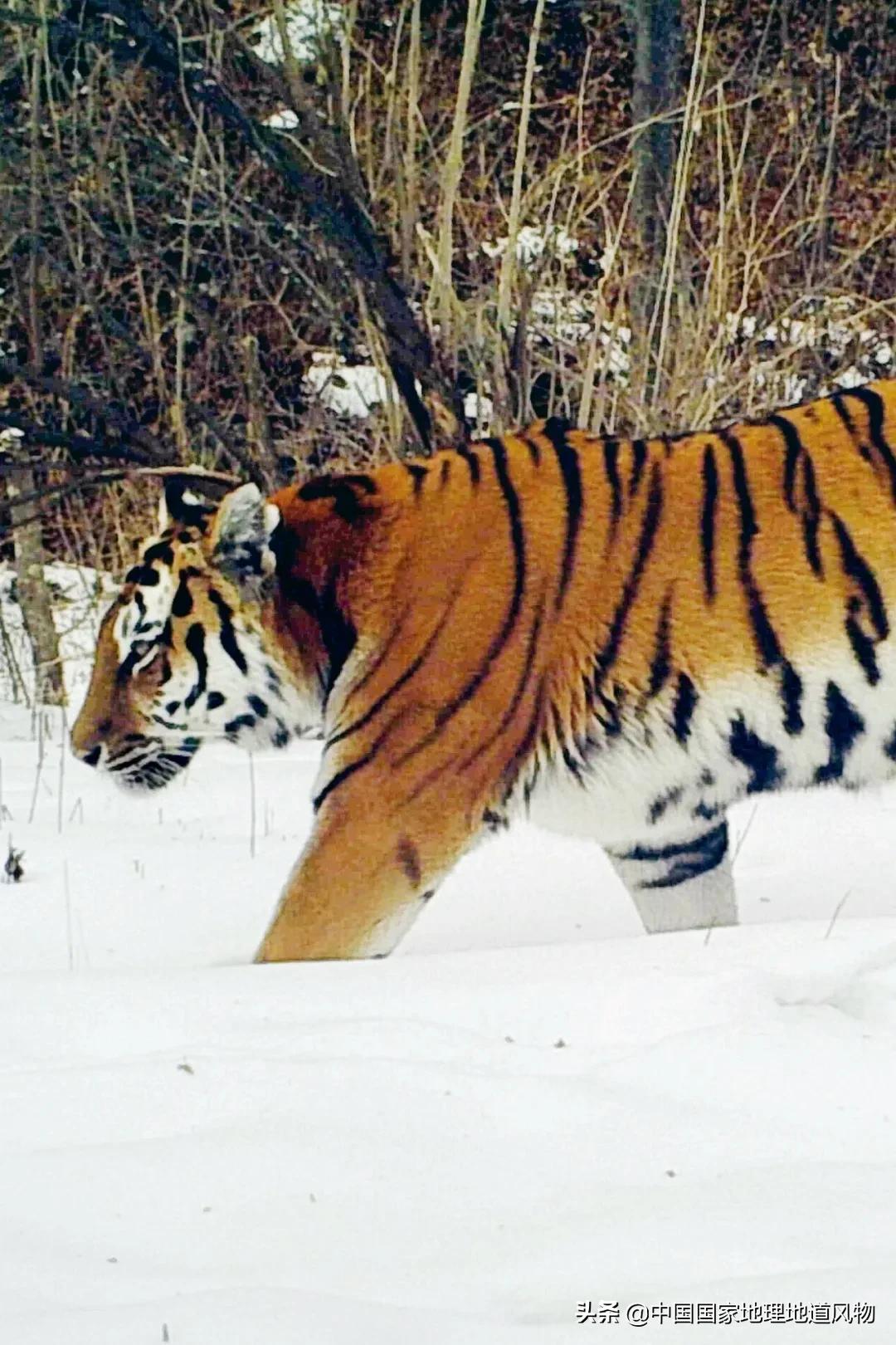 中国五大国家公园,中国十大私藏国家公园