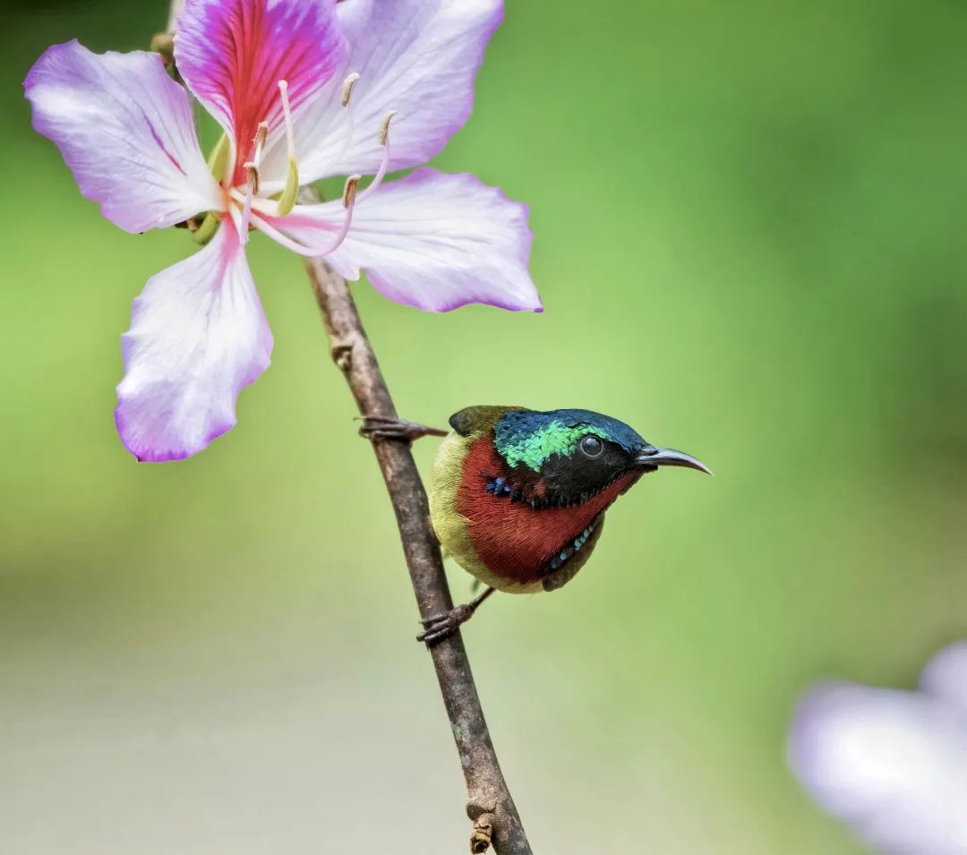 「生态」我在恩平很幸福