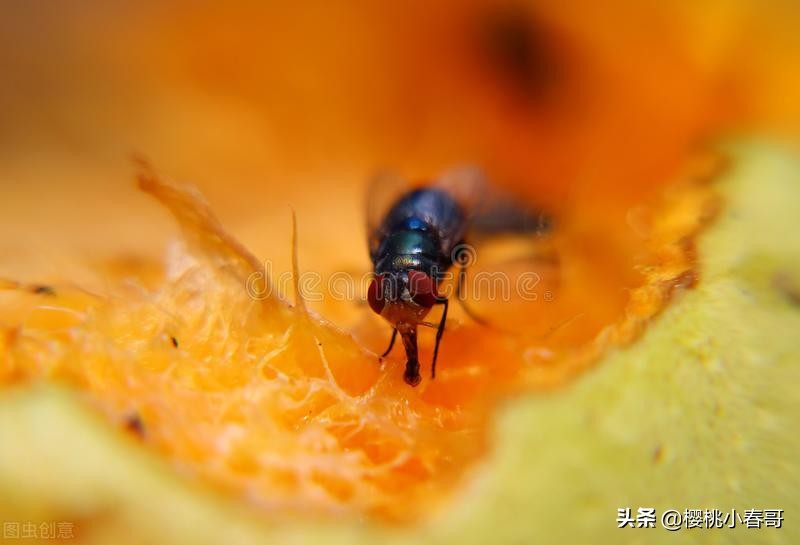 樱桃有虫子还能吃吗快来看看,樱桃生虫是怎么回事能吃吗