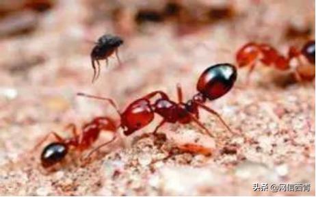 全民国家安全教育日的感受和看法,全民国家安全教育日筑牢国家安全