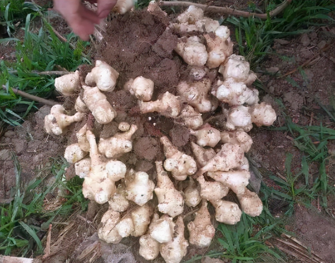 洋姜的亩产量多少斤,洋姜真实亩产量