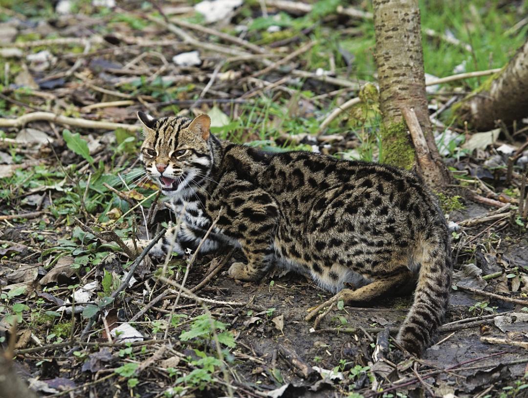 哪种猫最粘人最好养,哪种猫最温顺最粘人还比较便宜
