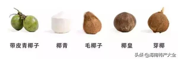 椰子在海南话有什么别的意思吗,椰子在海南的地位