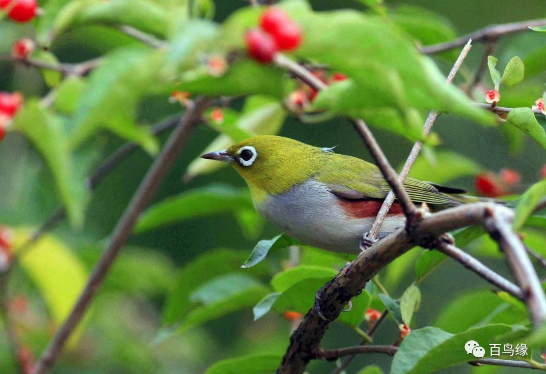 绣眼第一次换毛时间,绣眼从什么时候开始养