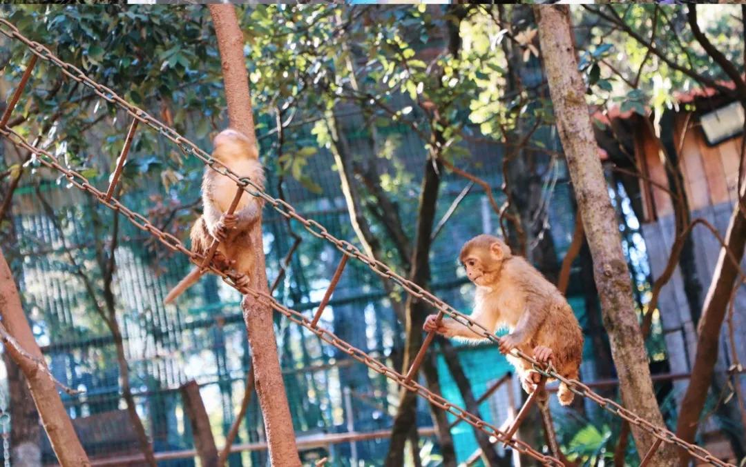 无法离昆,就地过年!昆明亲子游推荐路线重磅来袭!花样过牛年