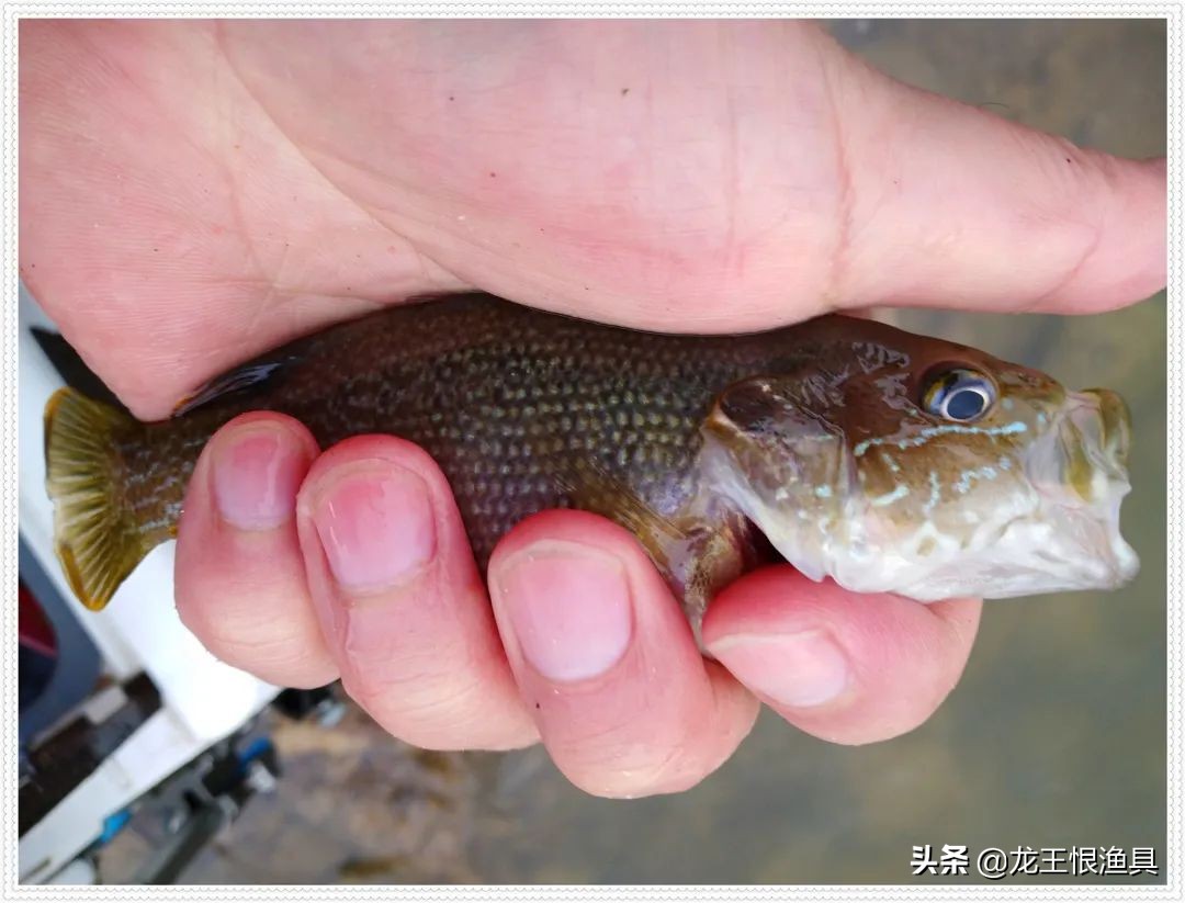 天鲫腥香评测,天鲫通杀钓鲫鱼