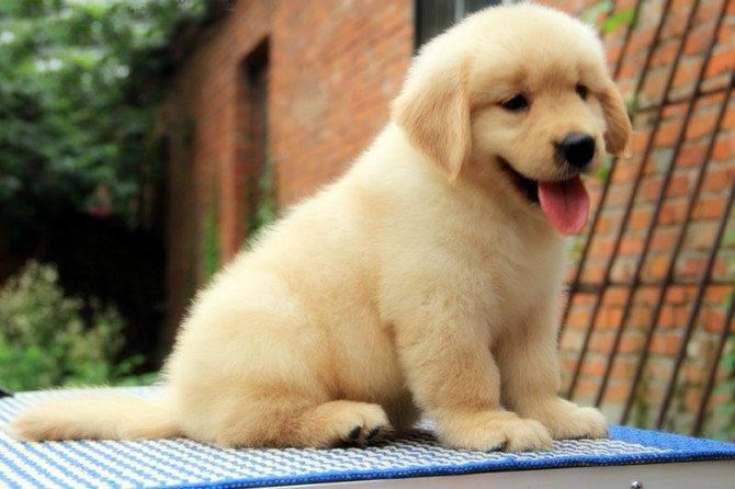 金毛犬怎么是纯种金毛,纯种金毛的特征