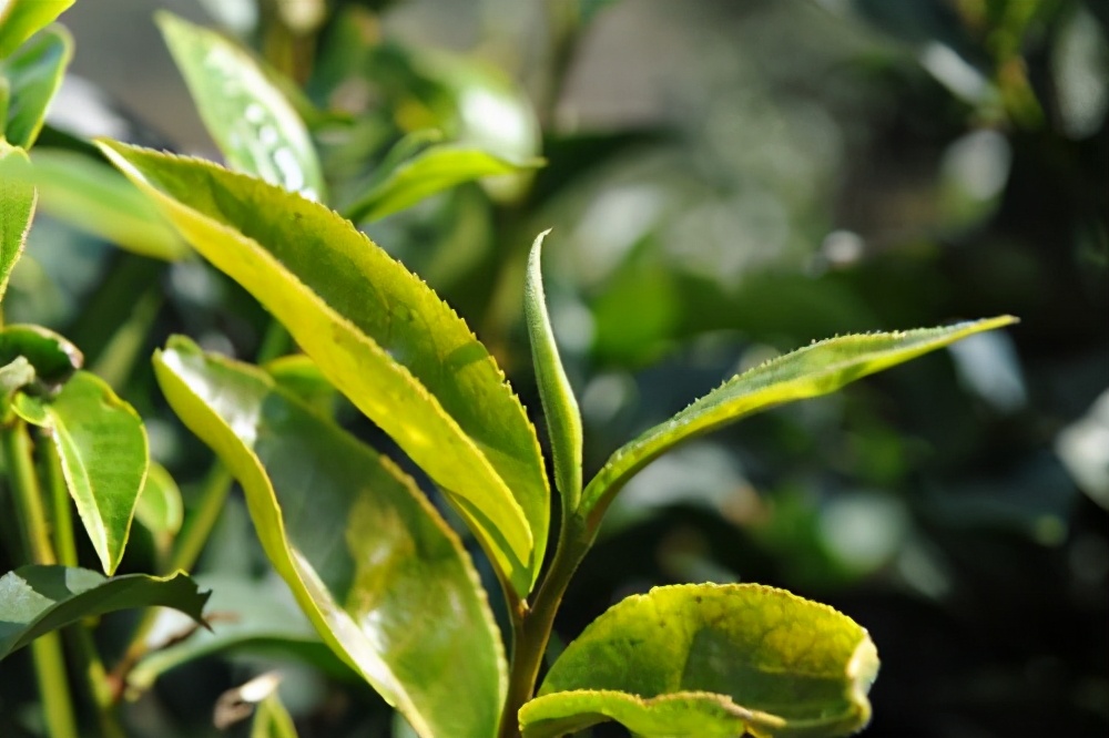 普洱茶分类普洱茶有几种类型,普洱茶基础知识普洱茶分类