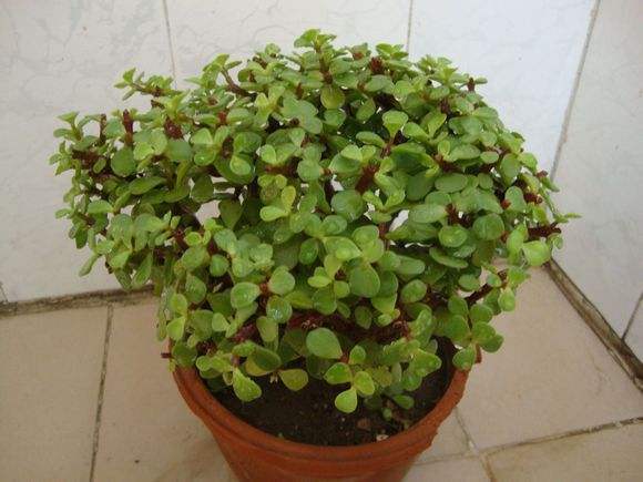 老桩最好养的三种植物,三代传家宝盆景