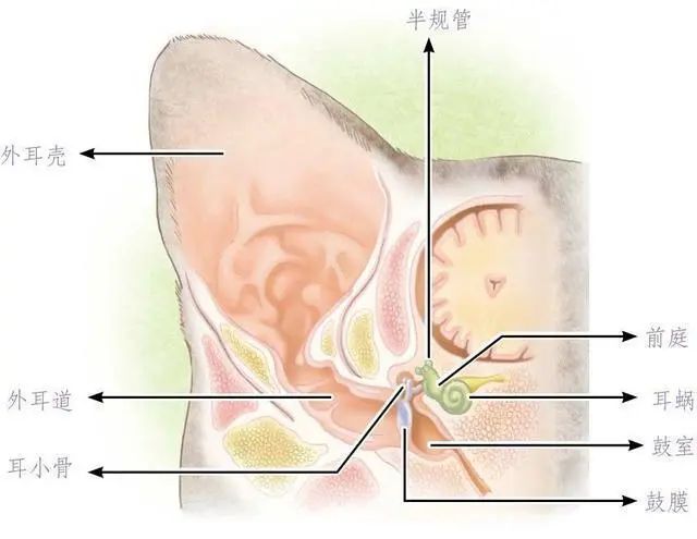 猫咪为什么爱跑步呢,猫咪那么可爱为什么喜欢玩蛇