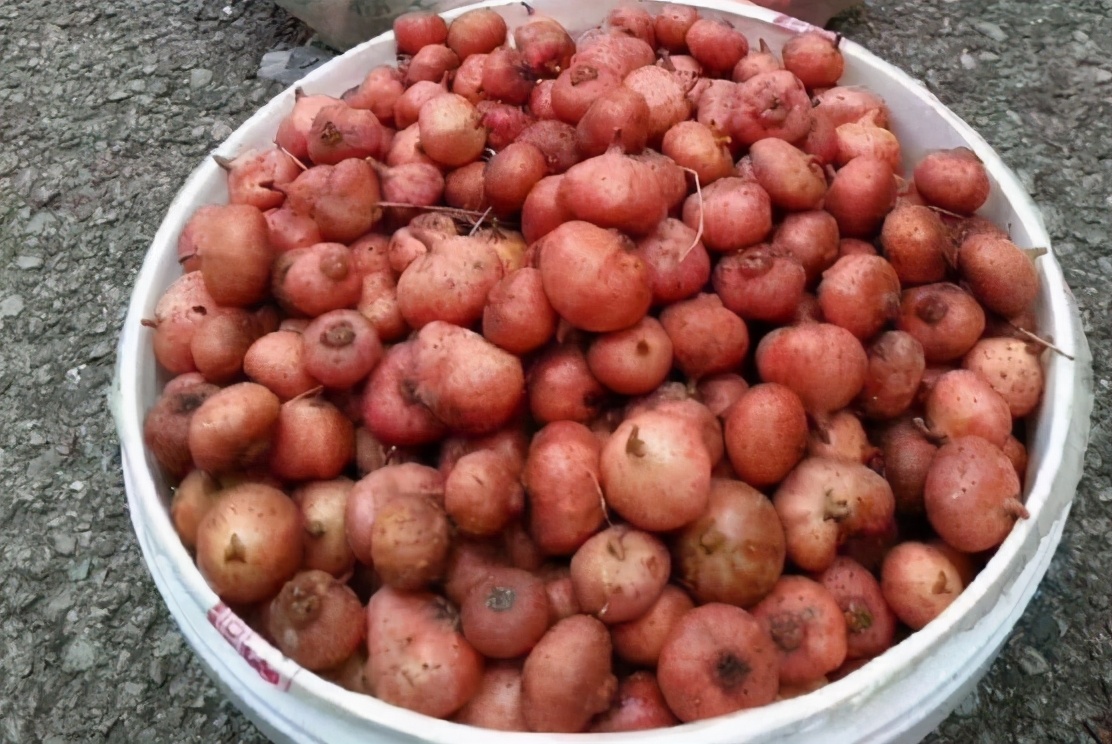 农村山上有美味的野果成熟,春天爬山找小时候吃的野果