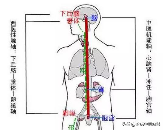 月经不规律影响怀孕如何治愈,月经不来吃什么能快速怀孕