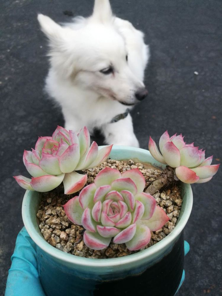 误打误撞的多肉情缘,带我走进多肉小世界!
