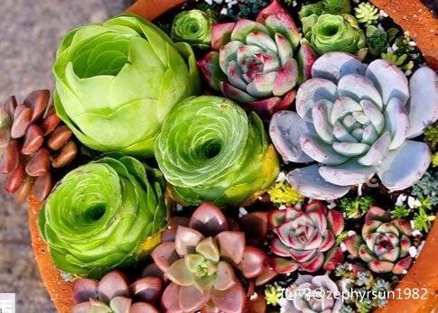 在孔网这片广袤的森林中，有哪些买家深深扎根？