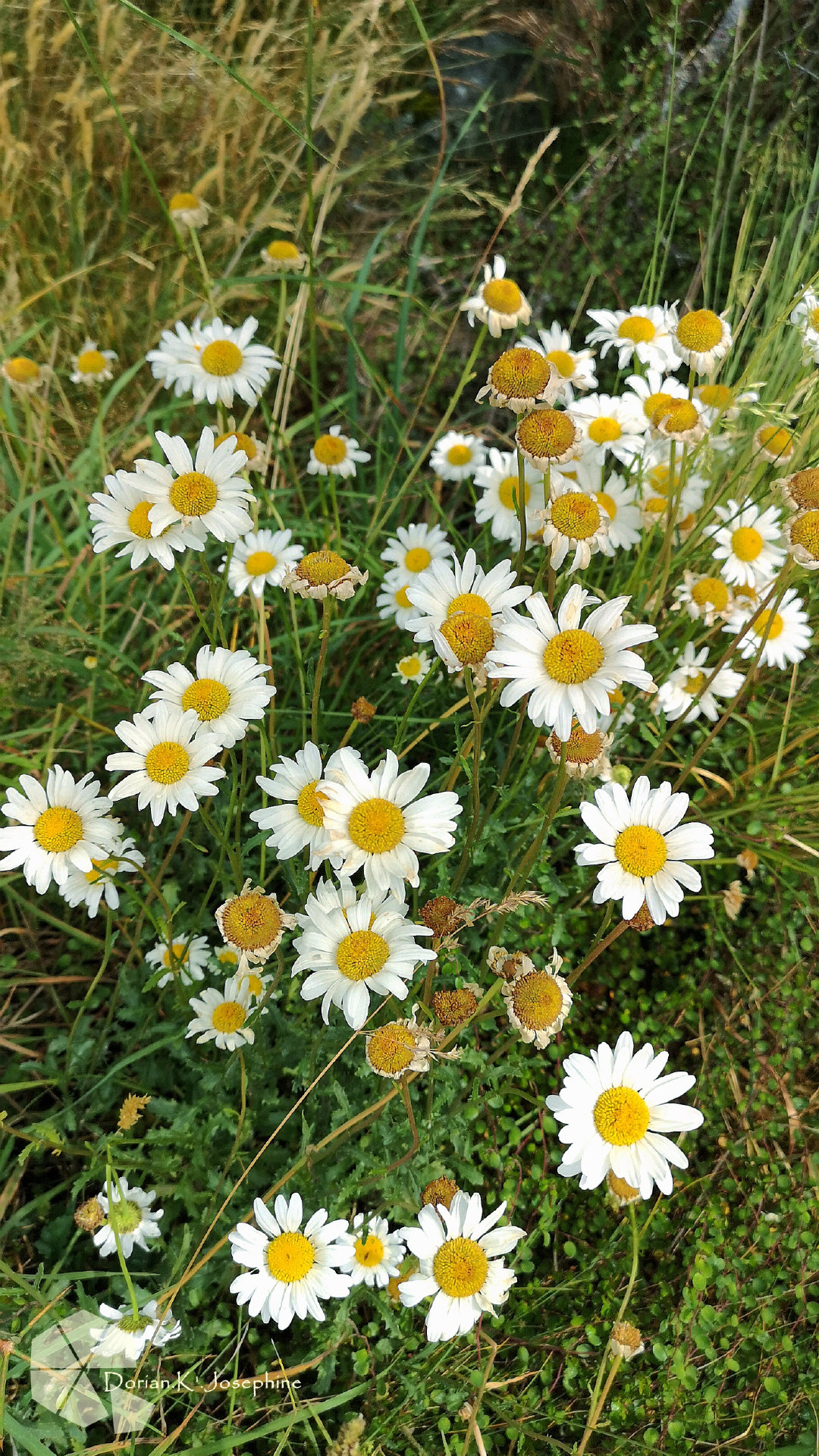 新西兰南岛一日游,新西兰南岛旅游地图