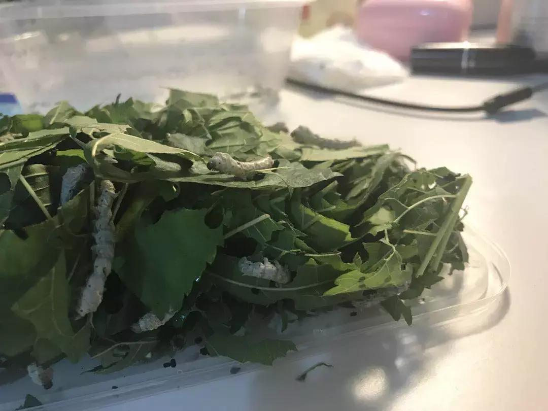 蚕宝宝你在养吗,蚕宝宝养的过密会死吗