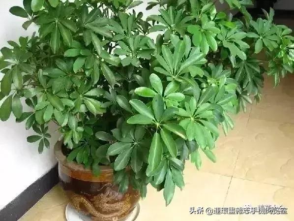 100种常见花卉植物图谱,100种花卉素描图谱