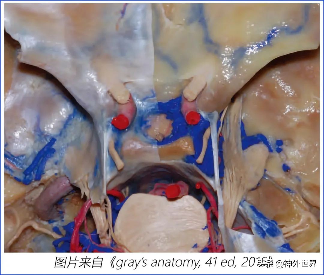 鞍区核磁解剖图,鞍区解剖与手术