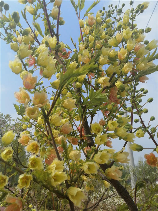 邱县第五届文冠果花节,邱县文冠花节掠影