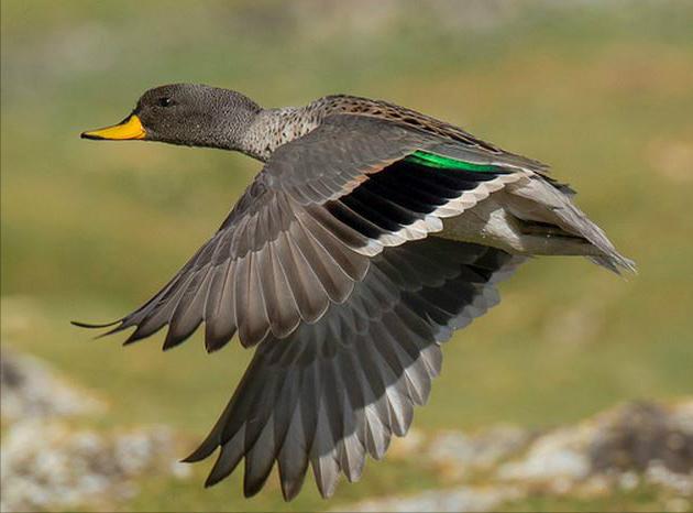 东江揽胜,惠州淡水常见鸟类图谱