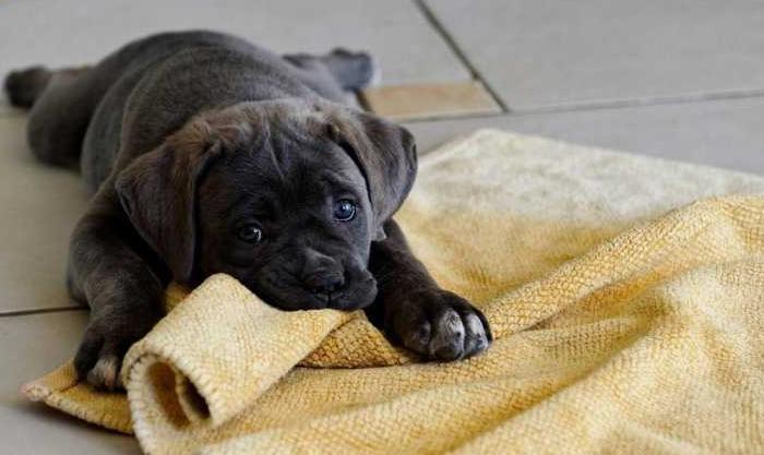 夏季宠物除臭去味用什么,宠物身上异味如何解决