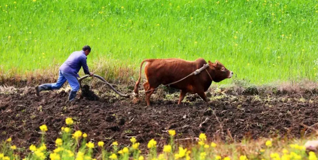 龙抬头开启一年好彩头,龙年龙抬头必有好兆头