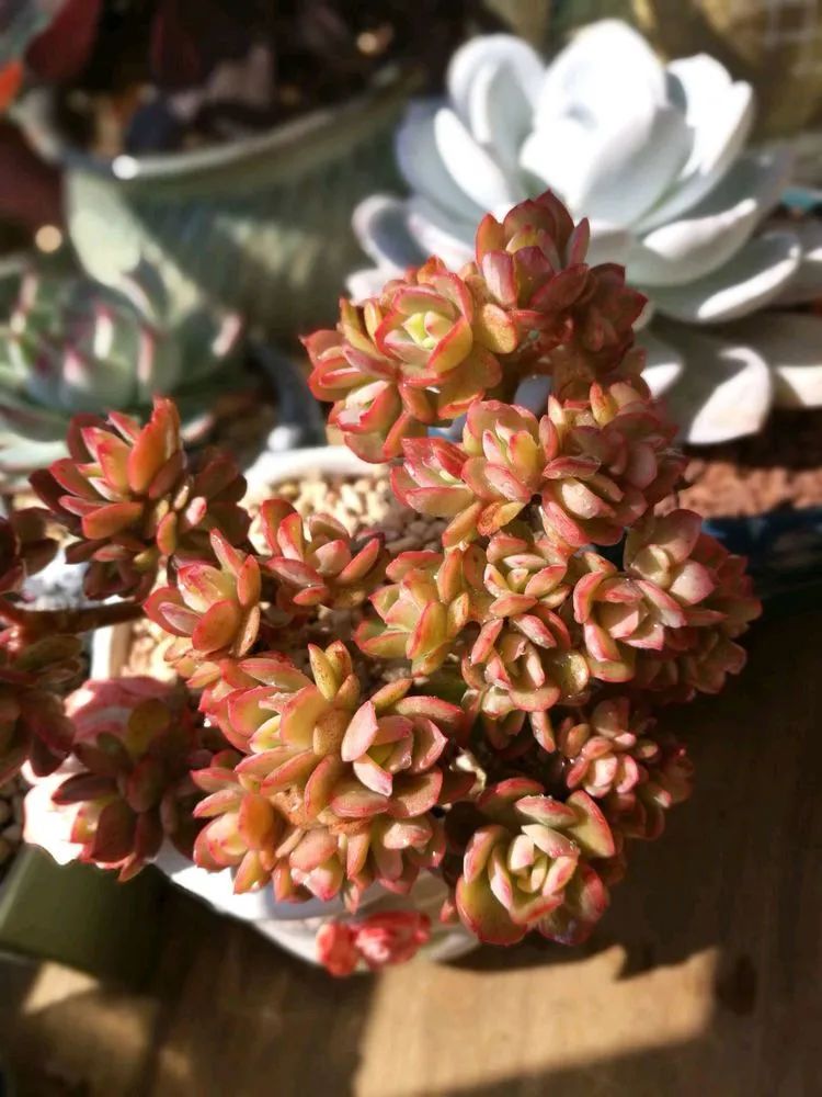 适合从小养到大的多肉,由小到大由浅入深