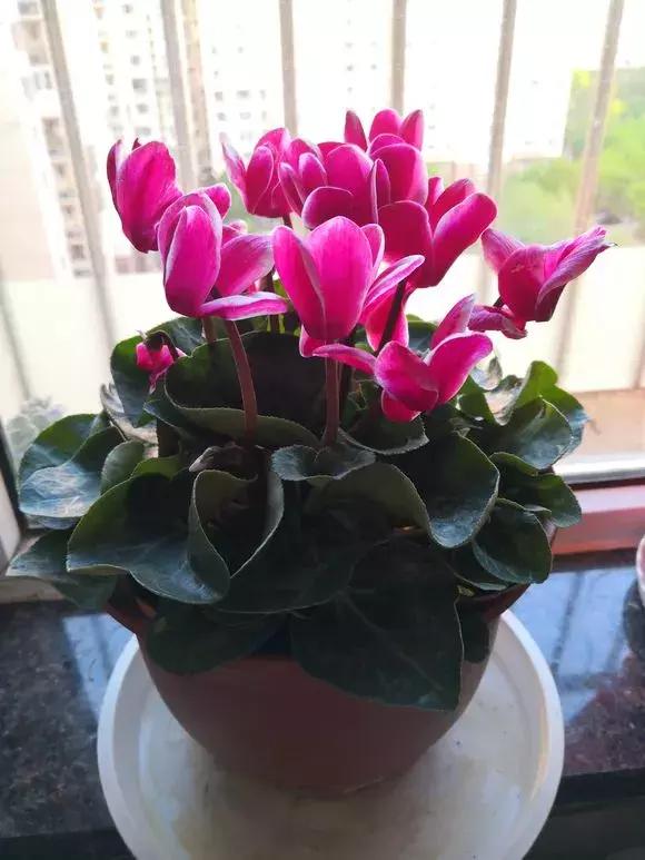 这6种花给点水就爆盆懒人必备,六种花千万别养