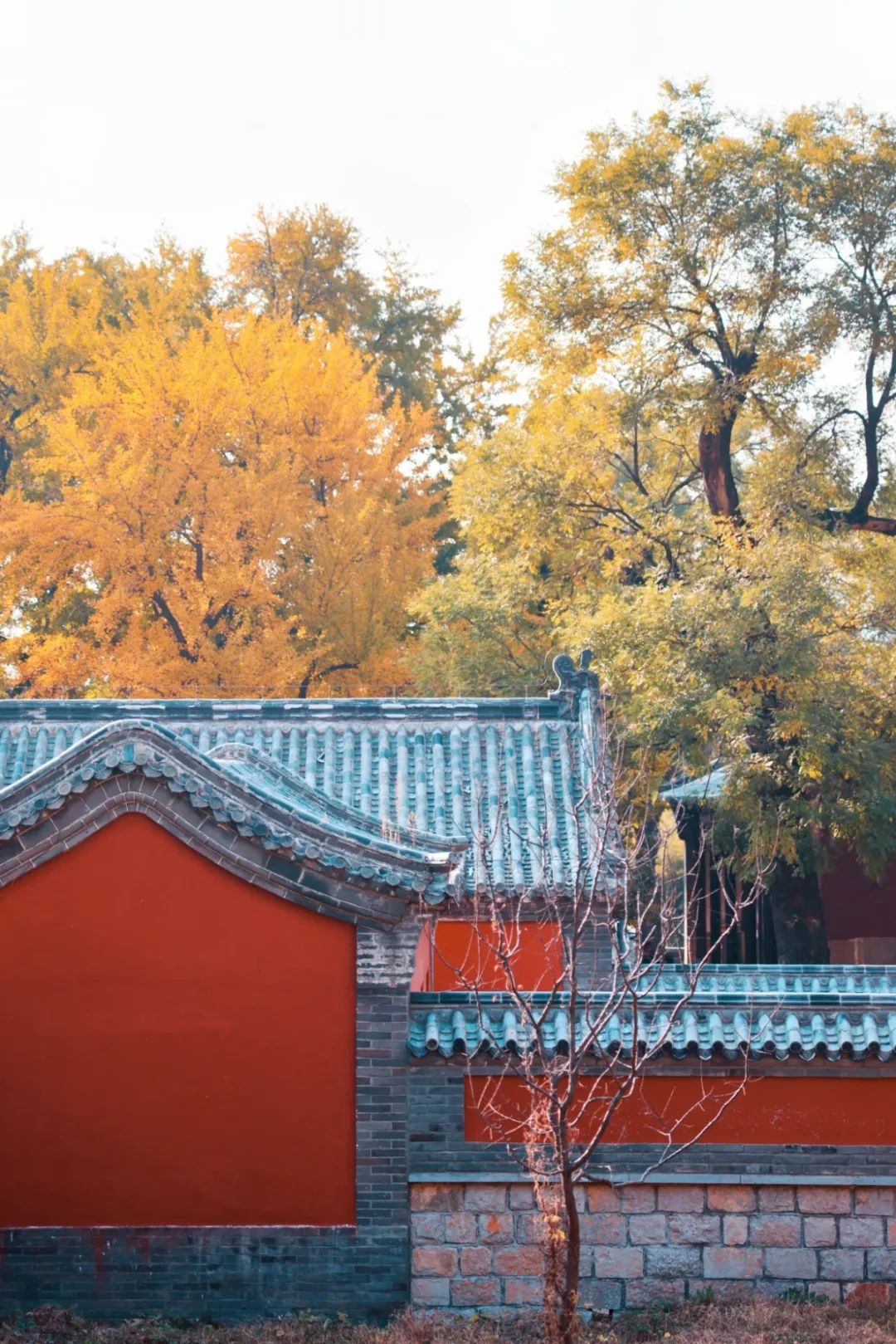 黄了！山东爆火的“银杏林”，千余亩的曼妙绝伦，只等你来！