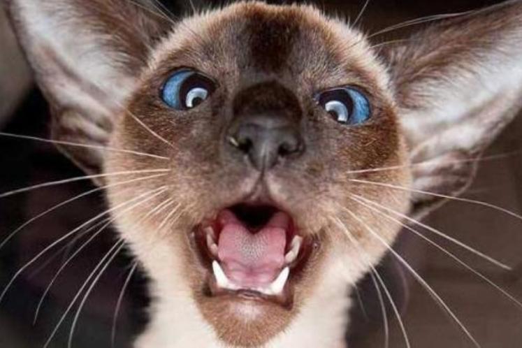 母猫更粘人还是暹罗猫更粘人,十大最干净最好养的猫暹罗猫