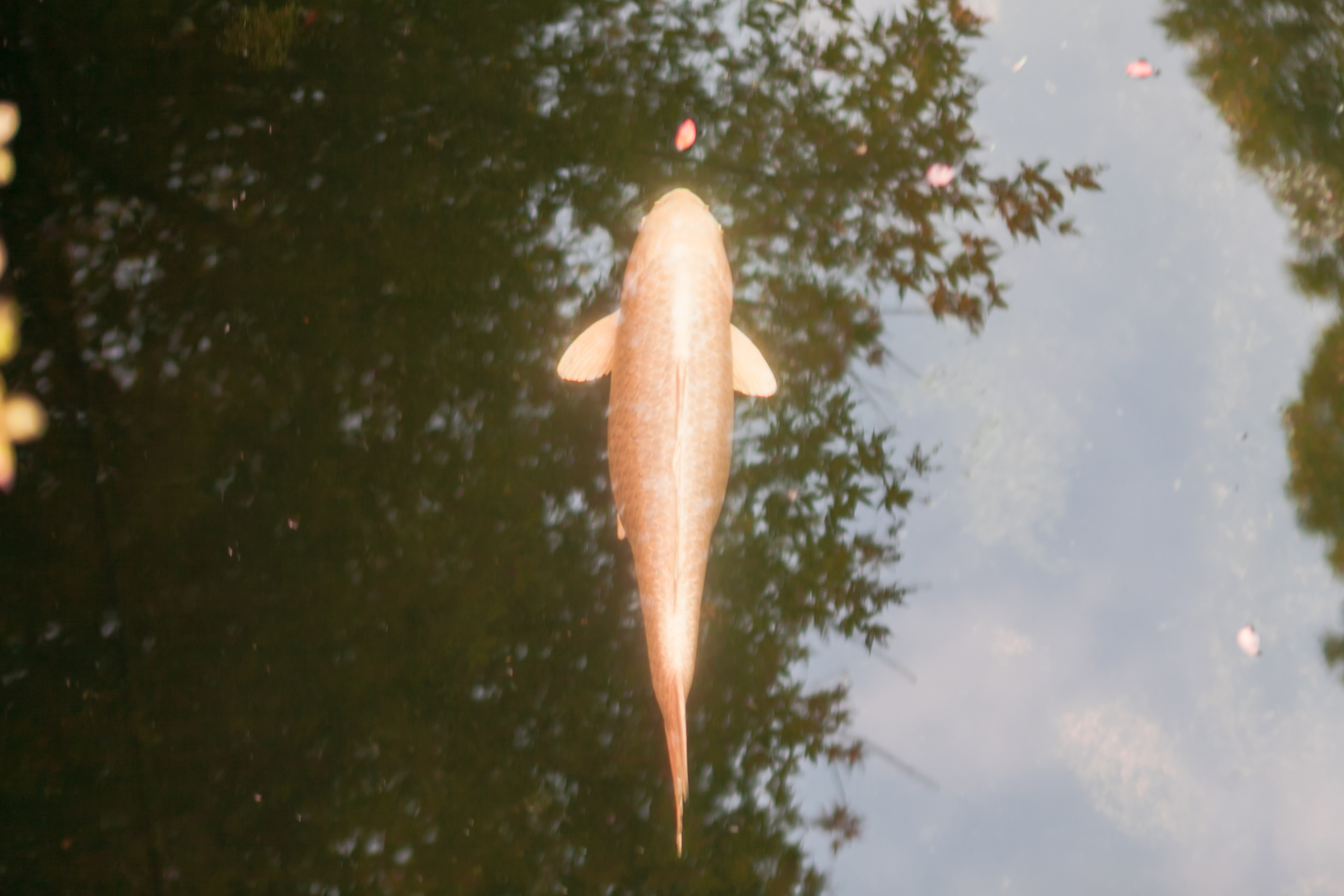 秋天的无锡美的醉人，去无锡旅行，这些好地方不要错过了