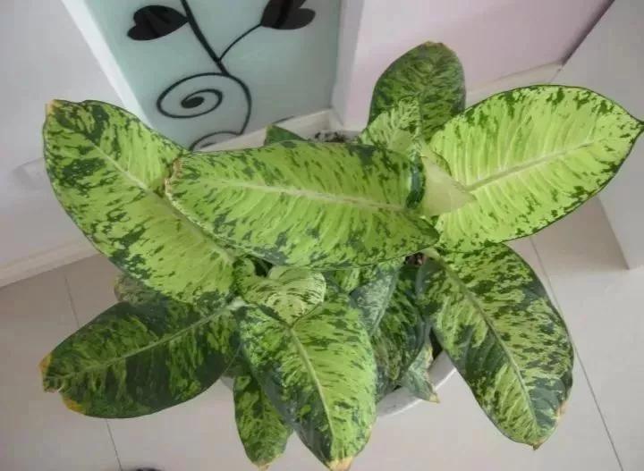 作物缺素口诀,作物营养缺素诊断与科学施肥