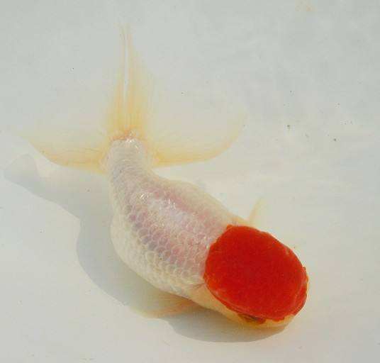 哪个品种的金鱼最漂亮最好看,传统金鱼国粹金鱼