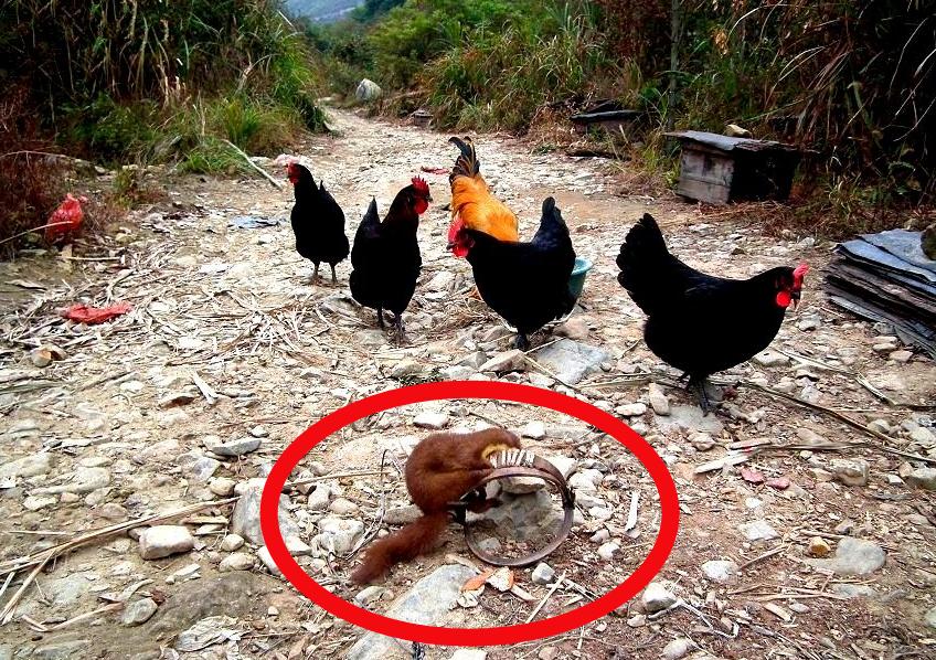 黄鼠狼偷鸡可以打死它吗,黄鼠狼偷鸡为什么不让管