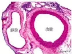初中生物会考复习计划,初中生物会考复习资料全套