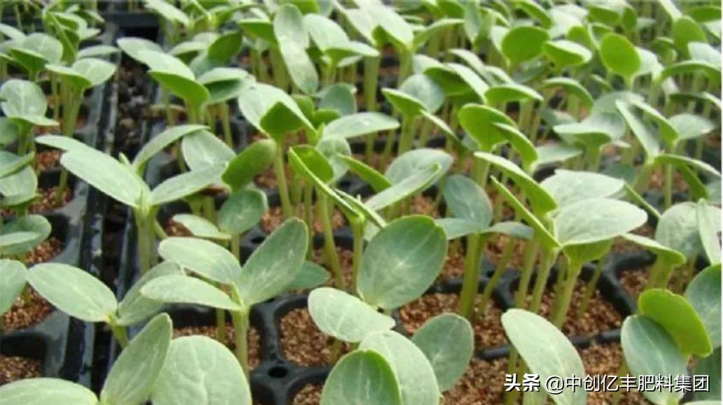 西瓜苗尖黄是什么引起的,西瓜苗无头是什么病