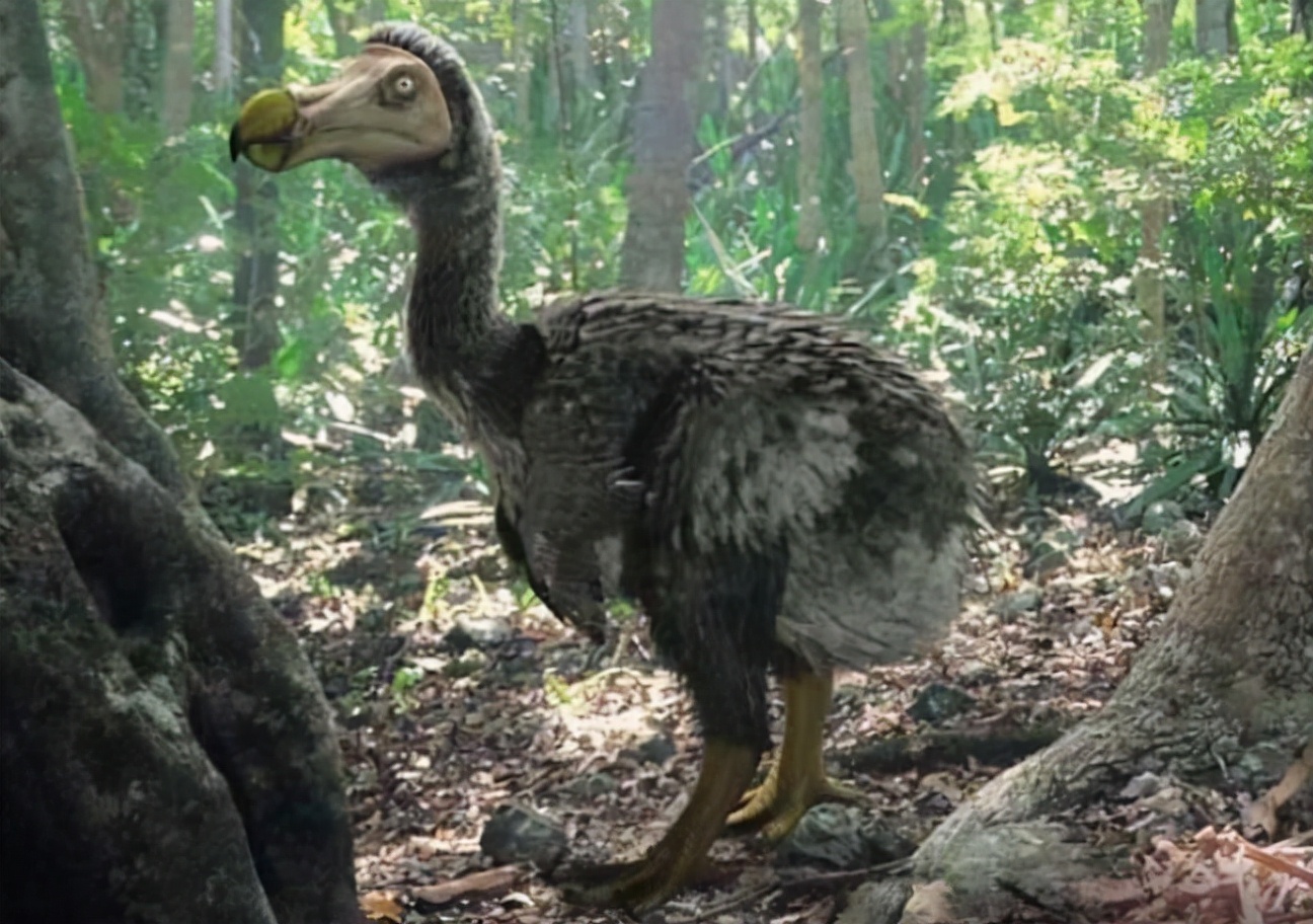 非洲毛里求斯在哪里,非洲岛国毛里求斯概况