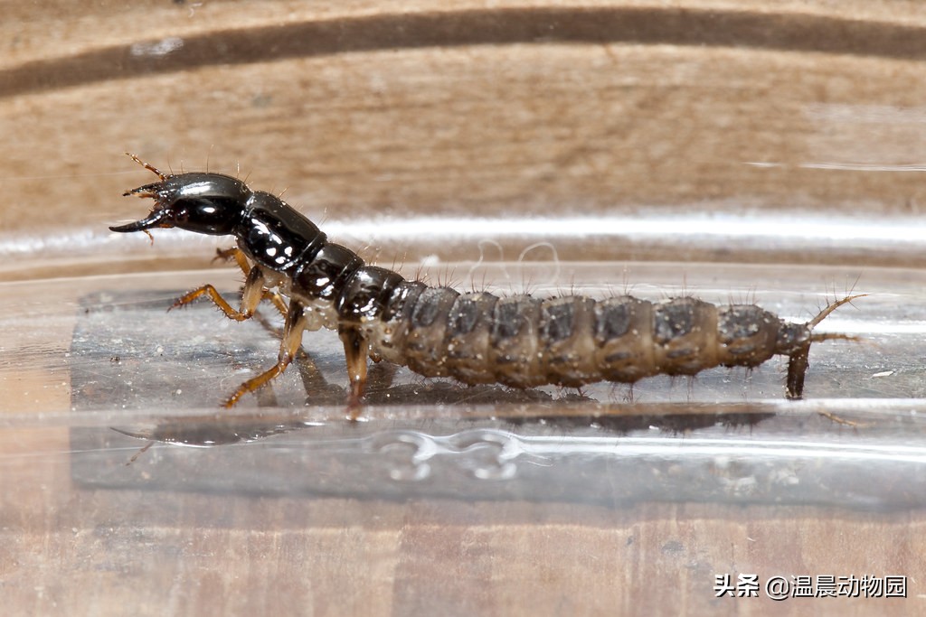 反复遇到隐翅虫是为什么,隐翅虫很可怕是谣言吗