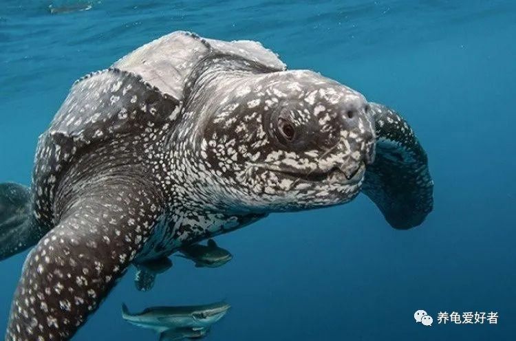 龟的解密视频大全,龟界之最