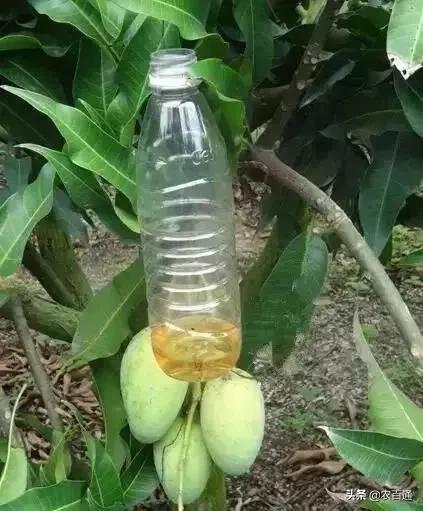 芒果果实蝇防治,芒果果实蝇虫害最佳防治方法