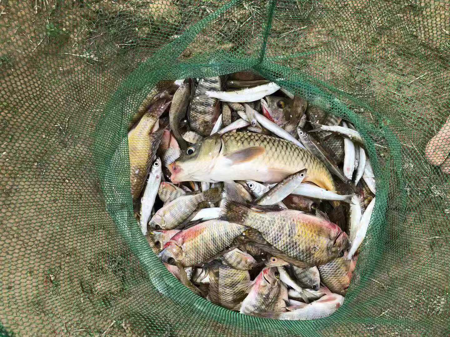 深圳周边郊外森林自驾游路线,深圳自驾一日游海边露营景点推荐