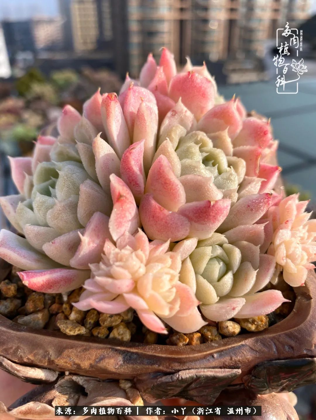 祖上无院家里无矿,一腔浪漫情怀付诸楼顶造花