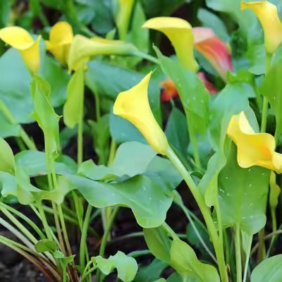 马蹄莲苗开花时间多长,马蹄莲怎么养成小苗