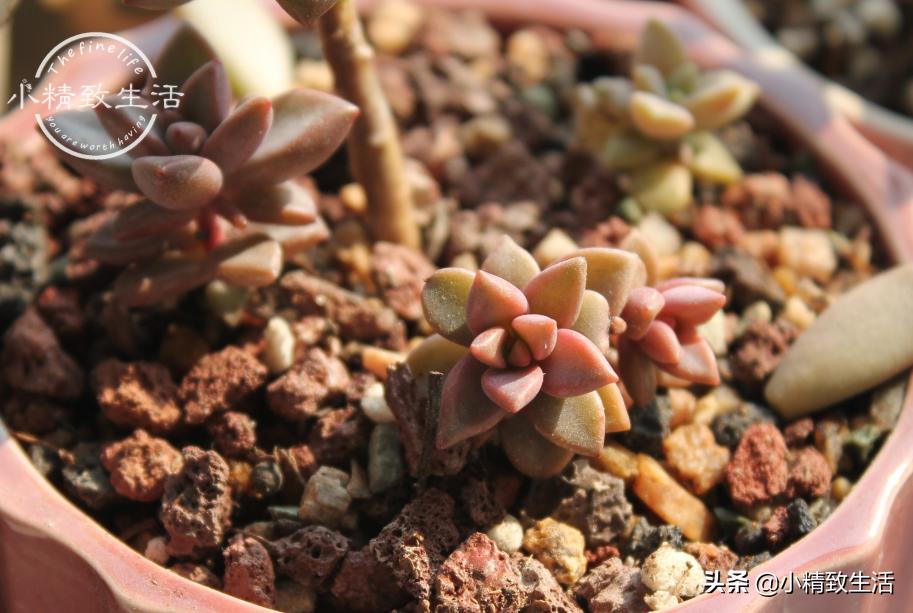 多肉叶插出芽后，遵循“4字”原则，安全过渡，保命为主