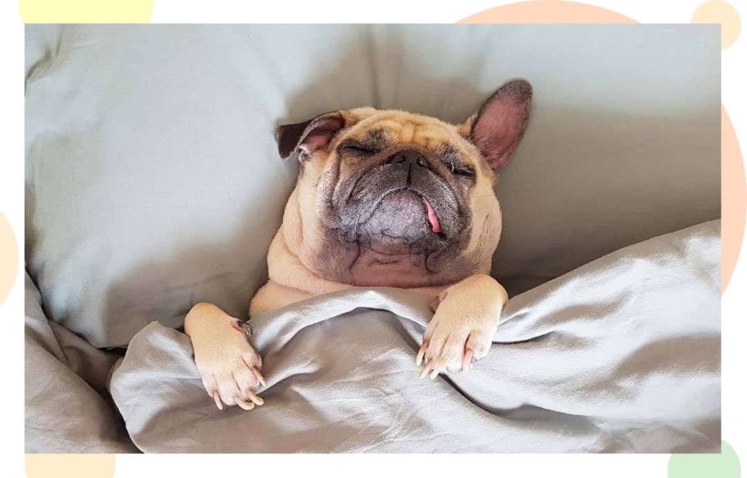 猫狗容易得的病是什么病,猫狗空调病