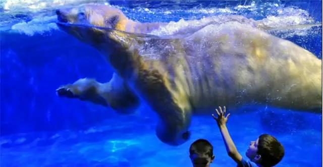 亚洲最大的海洋极地馆,亚洲最大的海洋极地世界是哪里