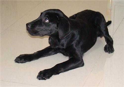 拉布拉多突然扑向小孩,拉布拉多犬扑人怎么纠正