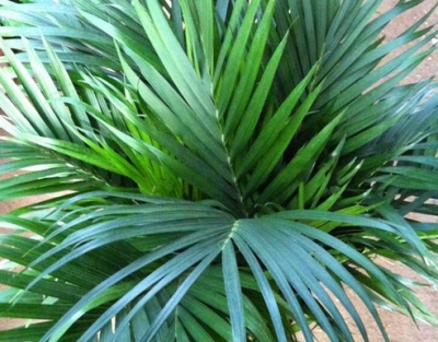 富贵椰子发黄怎么救,富贵椰子怎么分株栽培视频